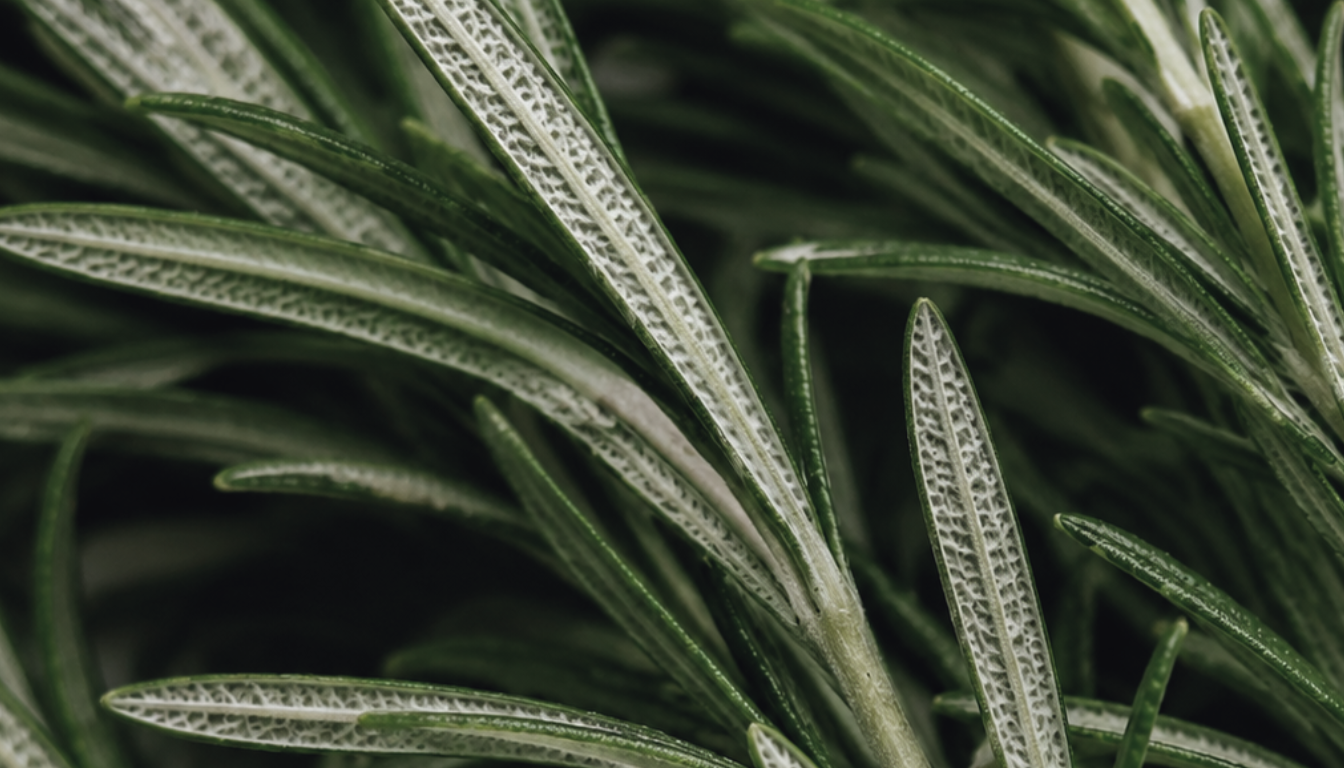Rosemary Oil for Itchy Scalp: Effective Dandruff Management Essentials