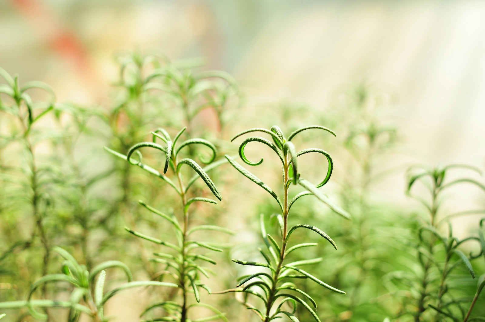 green plant in macro lens