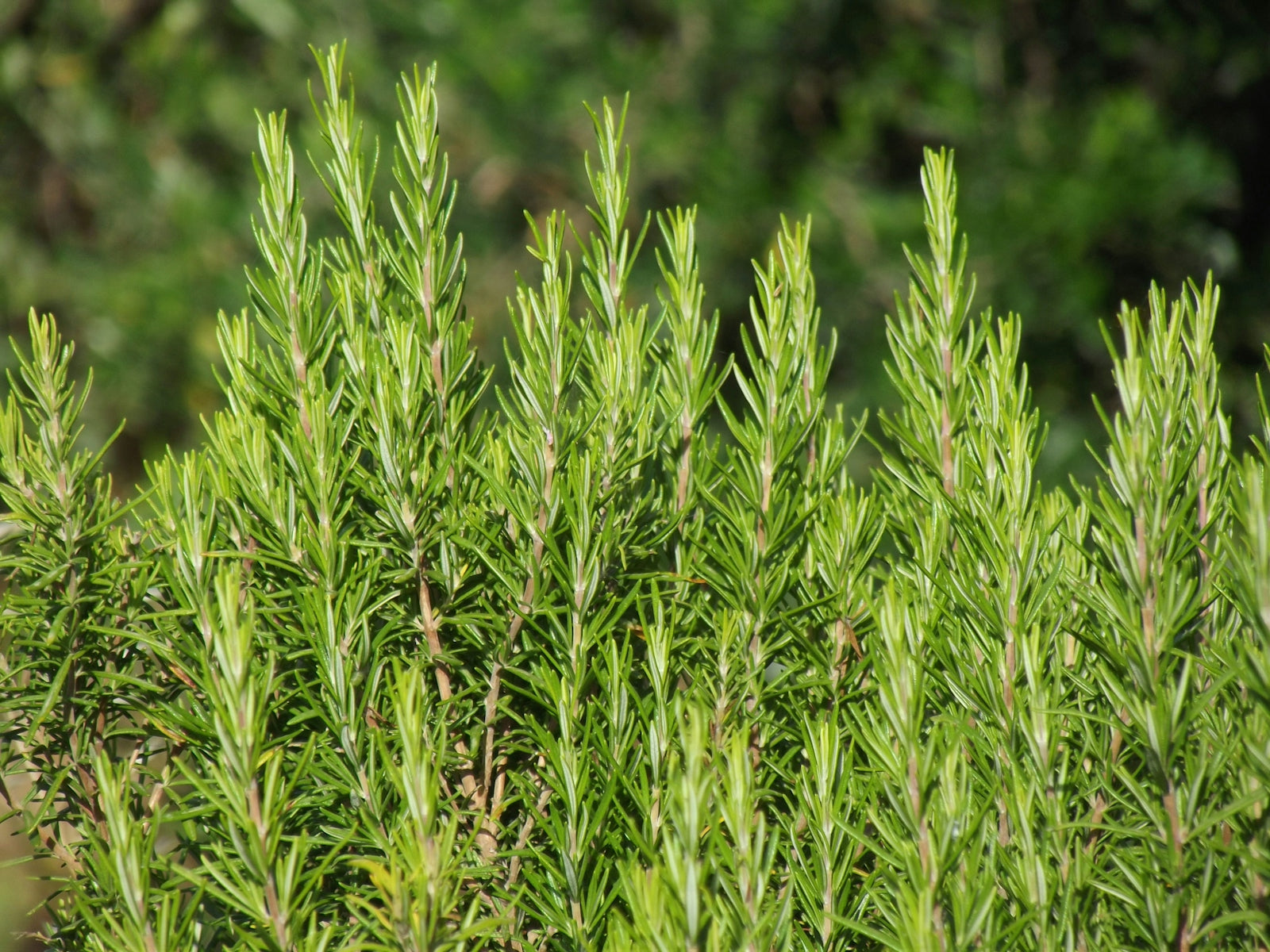a close up of a plant with lots of green leaves
