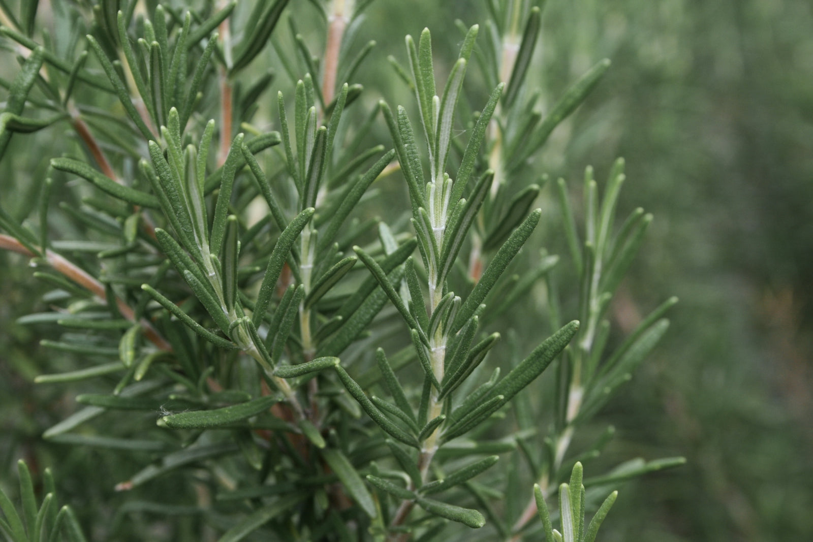 a close up of a tree with lots of leaves