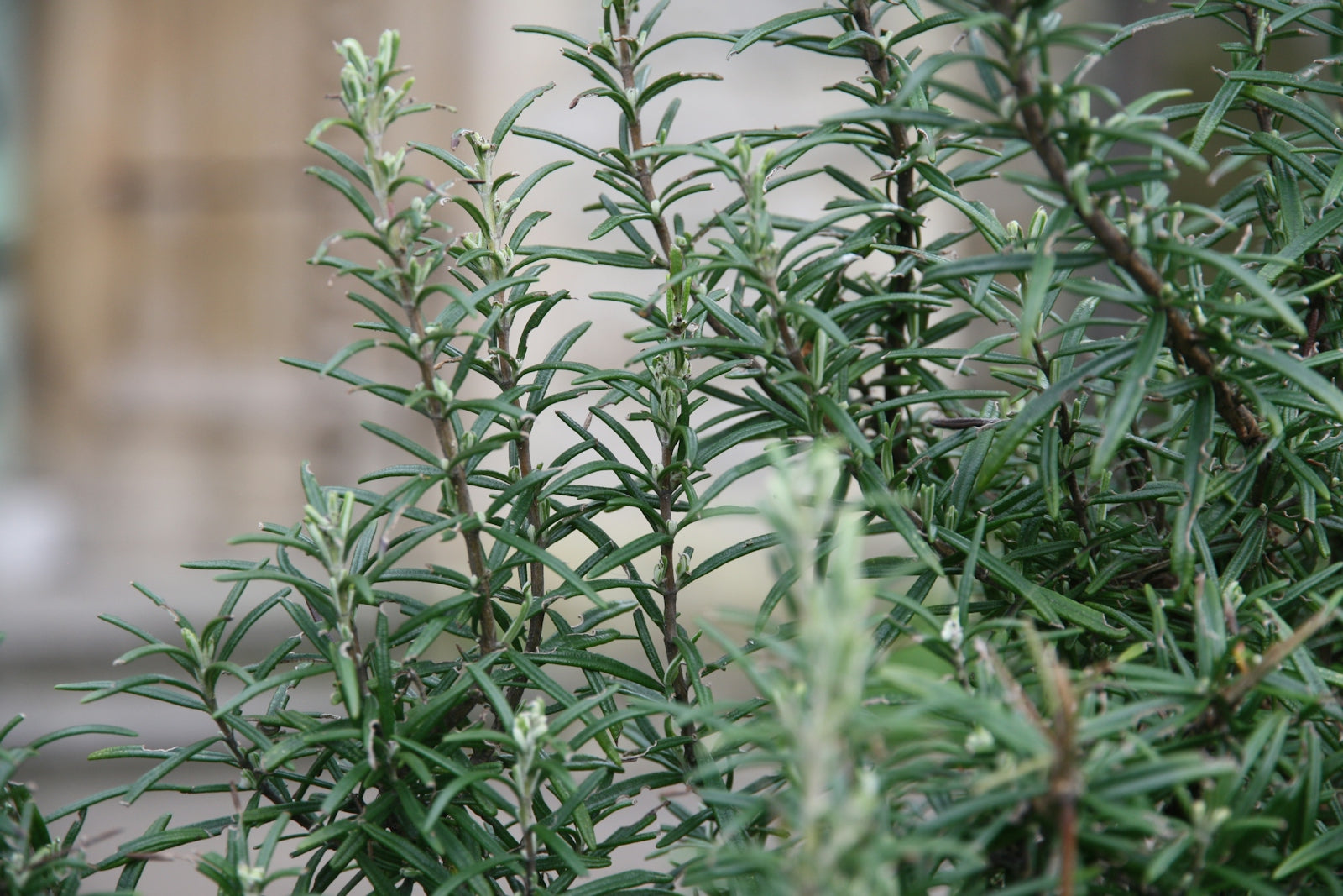 a close up of a plant with green leaves