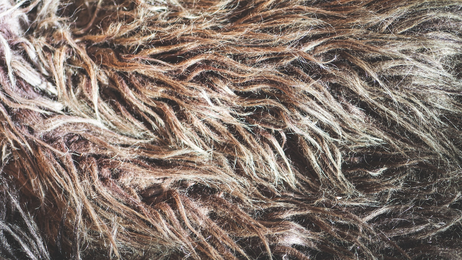 A close up of a furry animal's fur