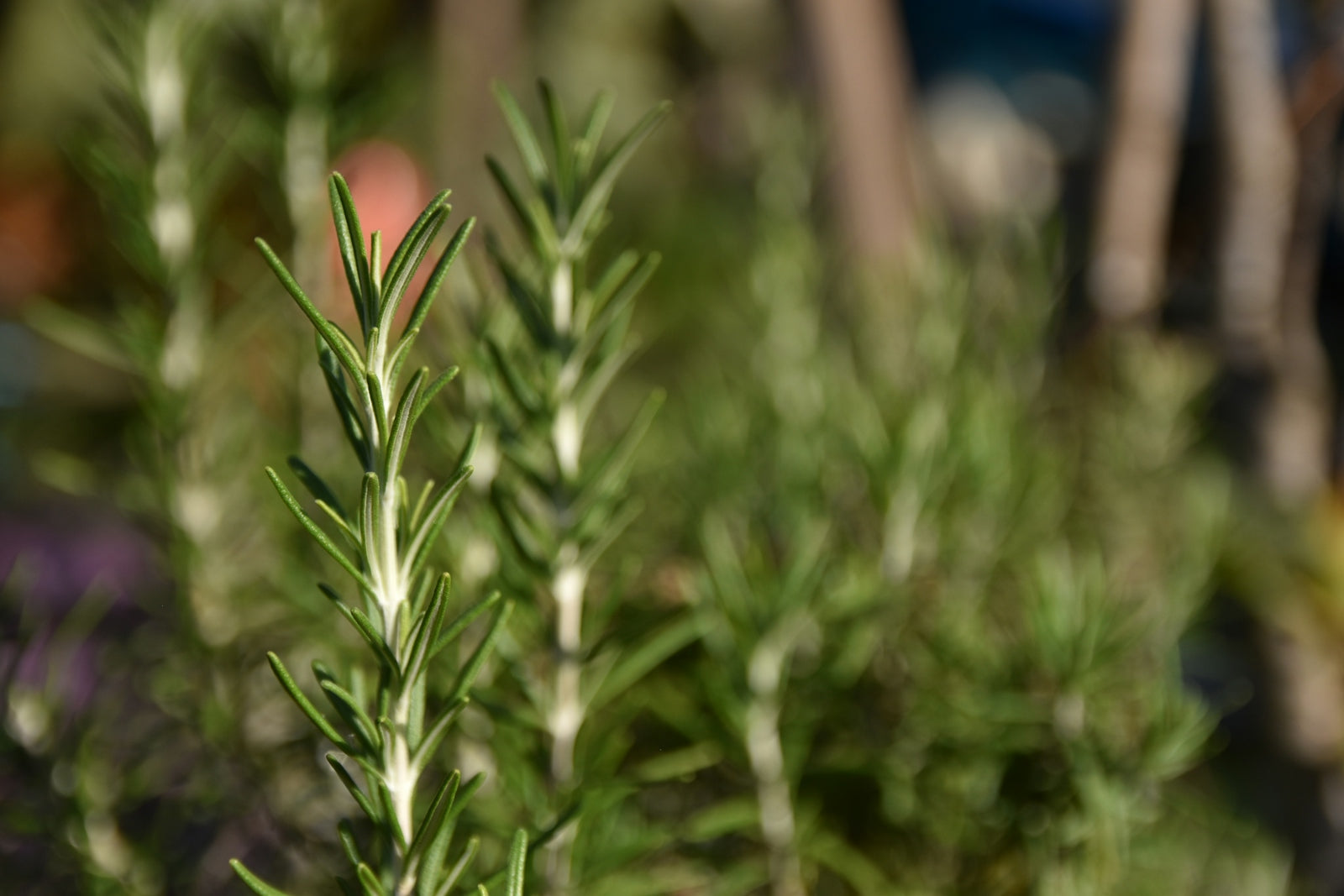 A close up of a plant in a garden