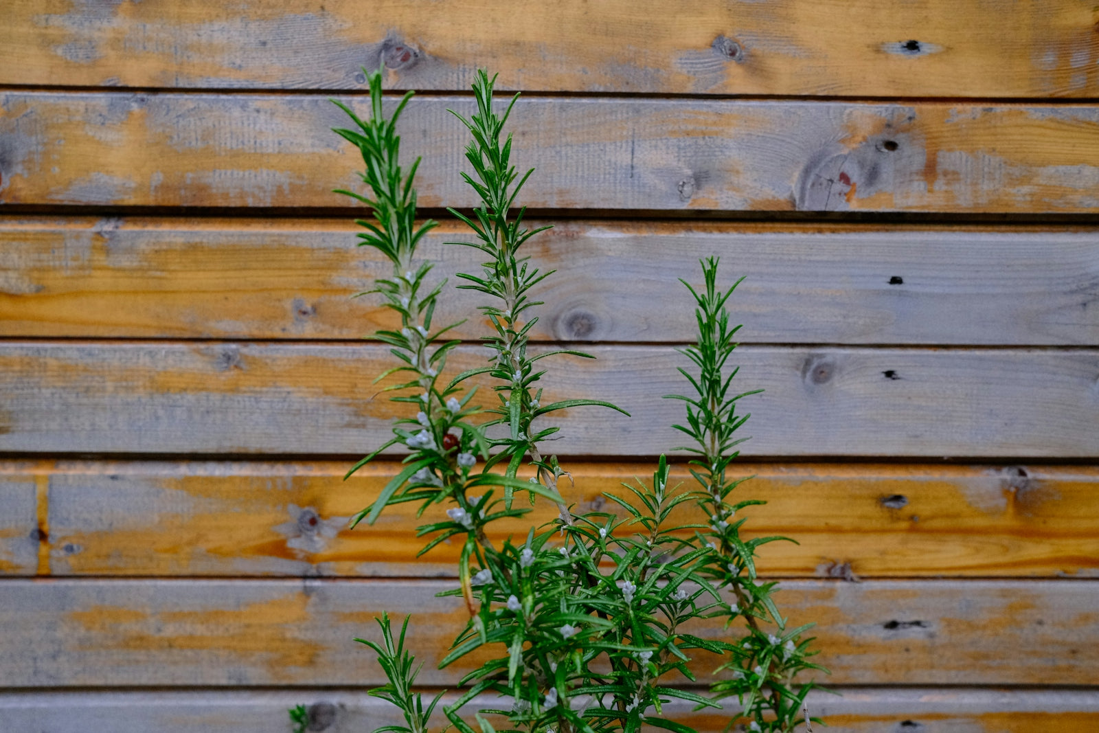 A potted plant sitting in front of a wooden wall