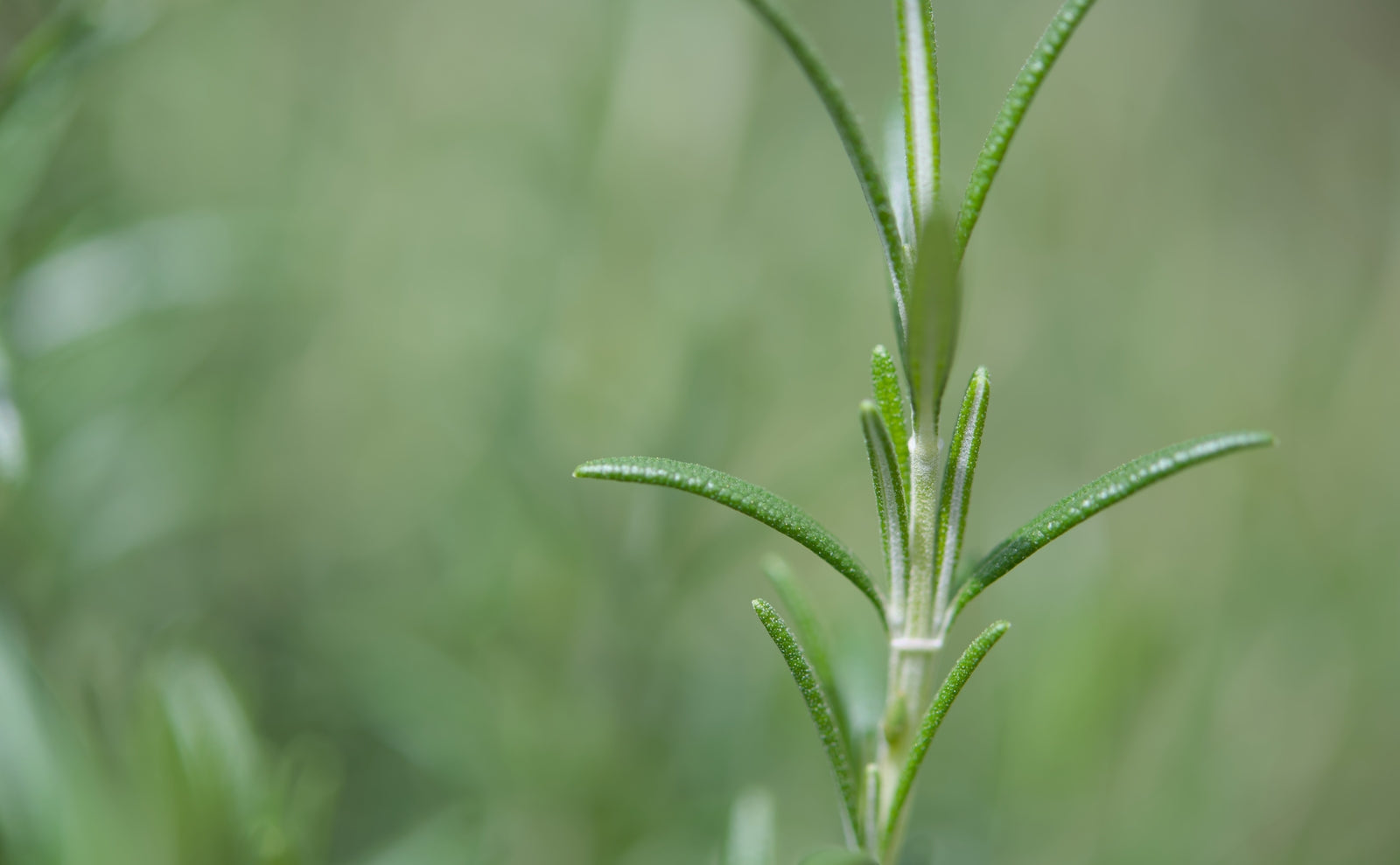 A close-up of a fresh rosemary sprig.