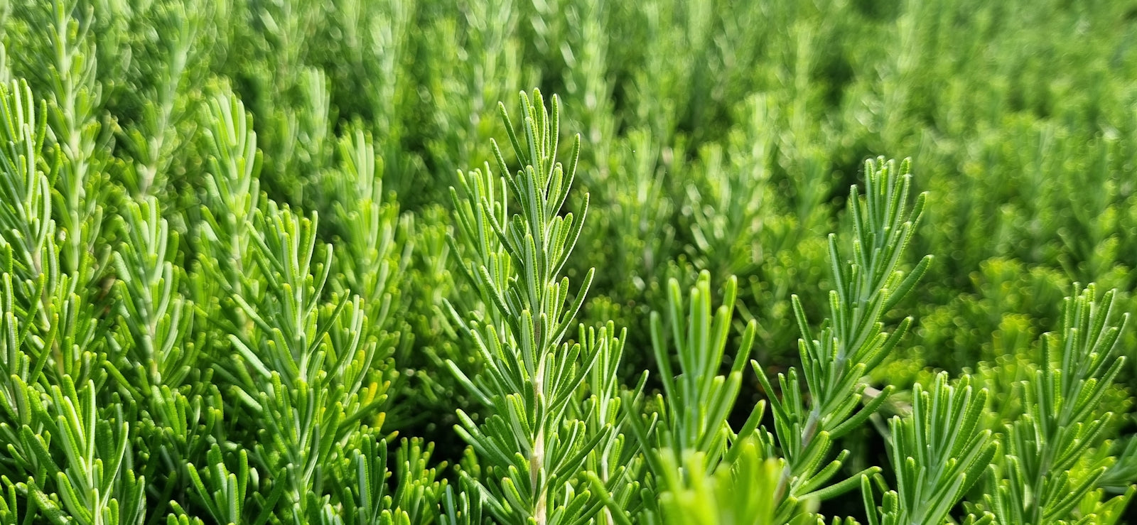 Close-up of green rosemary herb bush
