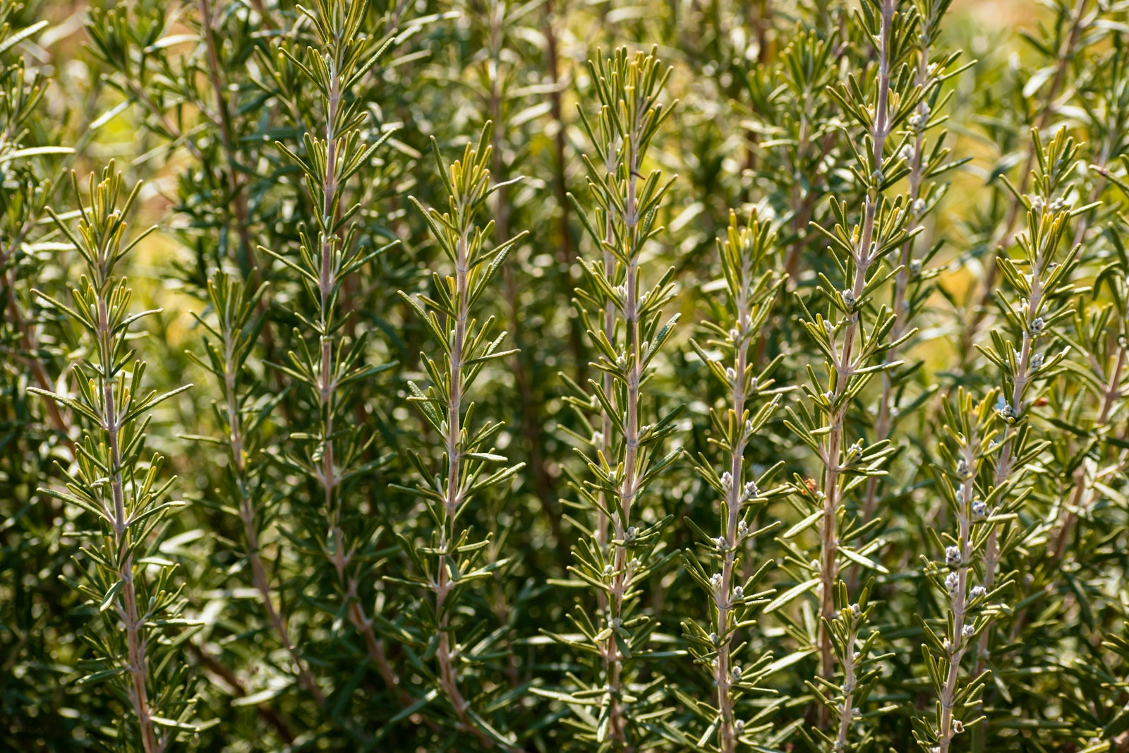 Close-up of a lush rosemary bush with green leaves.