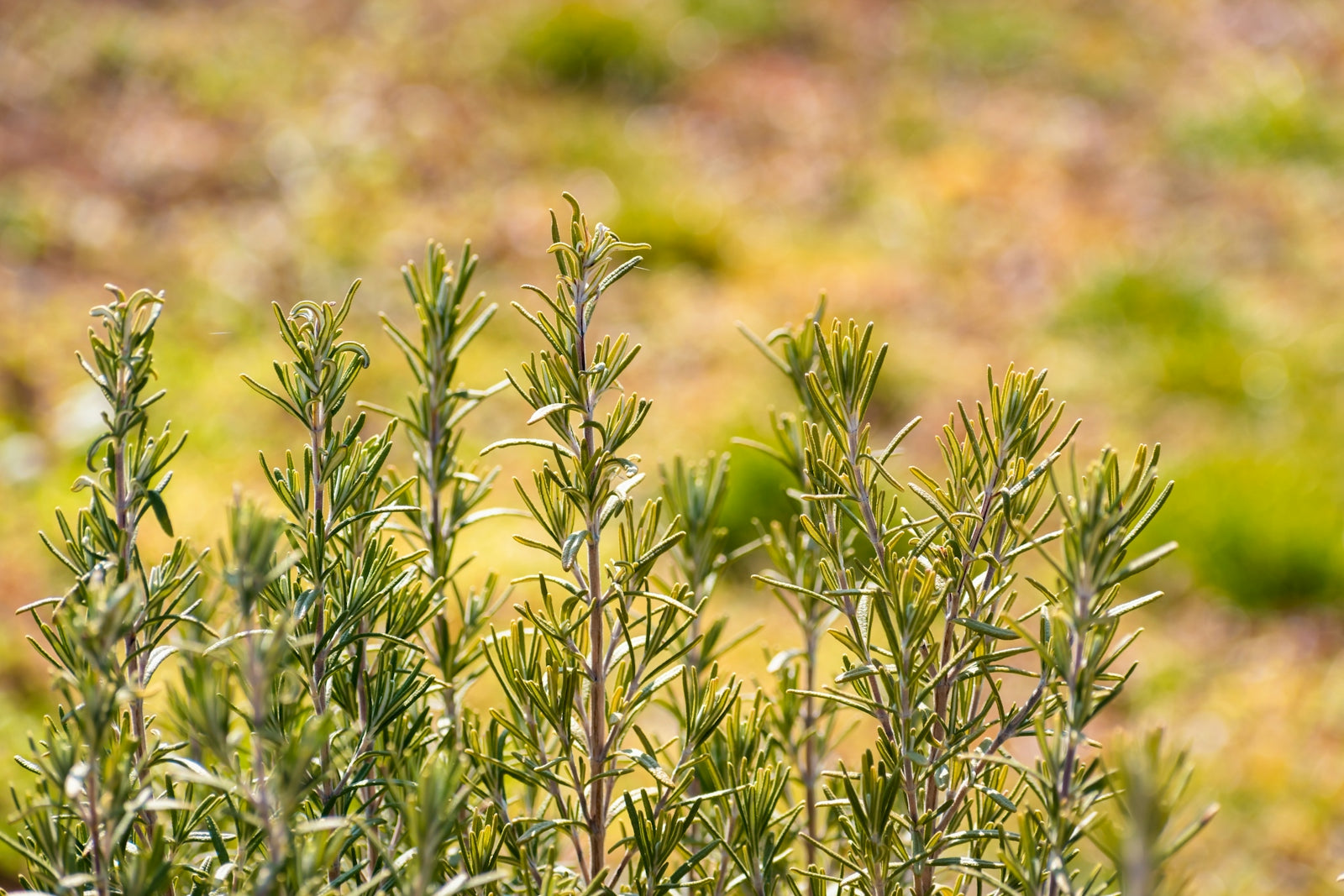 Green rosemary sprigs growing in a field