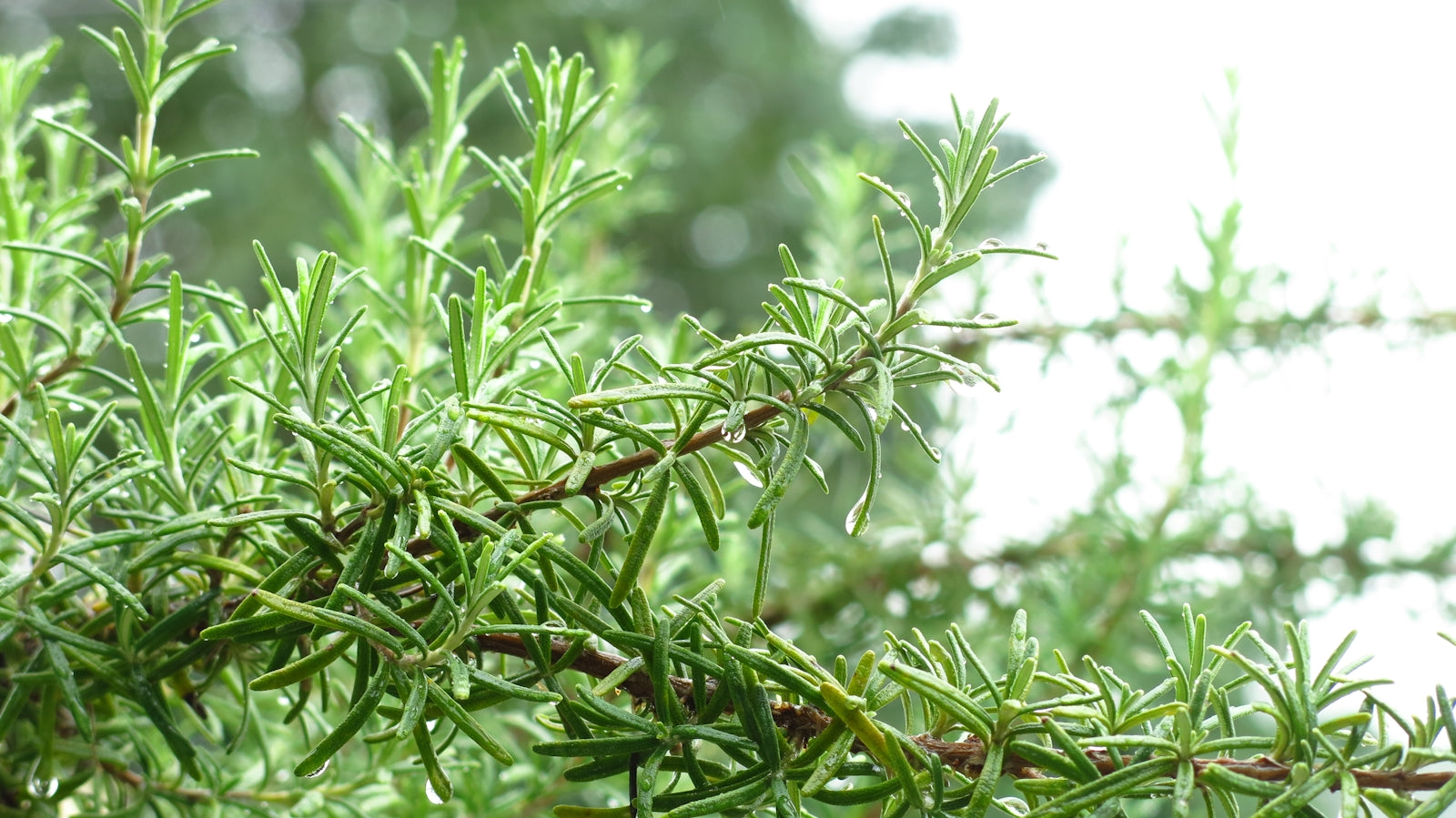Close-up of fresh green rosemary sprigs with water droplets.